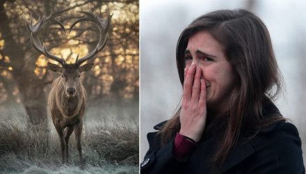 Альфа-самец, два заместителя и гарем самок. На Гомельщине выпустили на волю благородных оленей