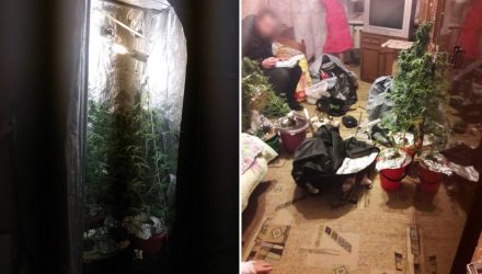10 и 8,6 лет с конфискацией. Суд вынес приговор гомельчанину, который в квартире организовал ферму по выращиванию конопли, и его подельнику