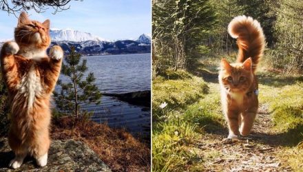 Рыжий норвежский кот с роскошным хвостом обожает гулять с людьми по дикой природе