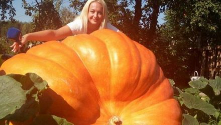"Теперь хоть на бал". В Гродно выросла гигантская тыква весом 400 кг