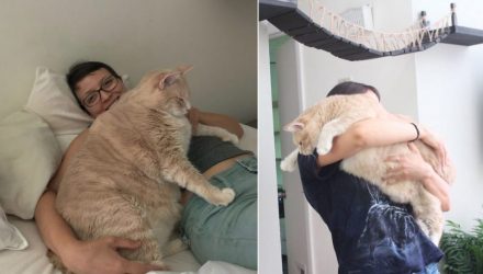 Парень и девушка взяли из приюта очень толстого кота и решили привести его в норму