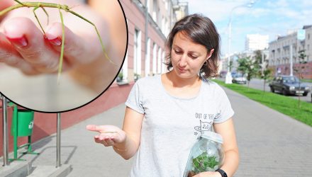 Как гомельчанка ухаживает за аннамскими палочниками из леса Лаоса