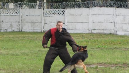 Держат нос по ветру. В Гомеле проходит чемпионат кинологов