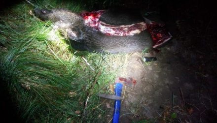 На гомельской трассе сбили дикого кабана. У мужчин, которые ехали на рыбалку, «включился» охотничий инстинкт