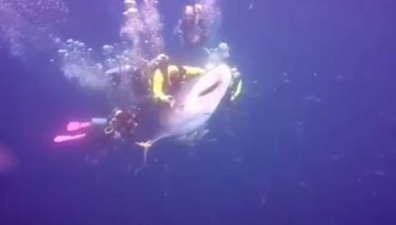Правоохранители арестовали дайвера из-за видео, где он катается верхом на китовой акуле