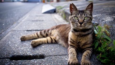Деревня в Новой Зеландии решила избавиться от котов. За что?