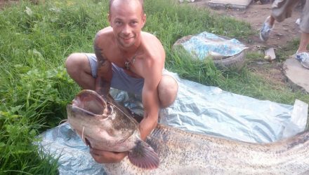 «Ловили больше часа на жареного воробья». Белорусские рыбаки выловили 50-килограммового сома
