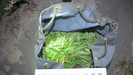 Под Гомелем задержали троих парней с рюкзаком конопли. При виде милиционеров один попытался убежать
