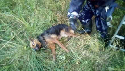 Ещё одна собака провалилась в открытый колодец в Светлогорске. Понадобилась помощь спасателей (видео)