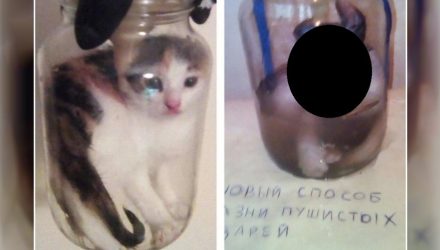 В отношении мозырского живодёра, который варил котят в кипятке, возбуждено уголовное дело
