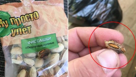 "Ну просто улёт". В Гомеле парень купил фисташки с червями – фотофакт