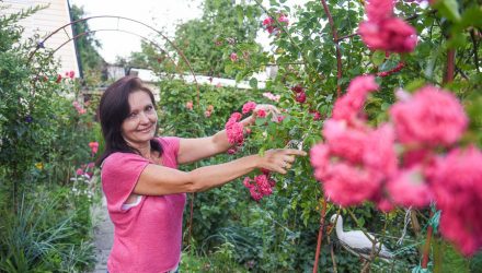 Сделать из пяти соток маленькую Италию… Более 50 хвойников выращивает гомельчанка Светлана Котлярова