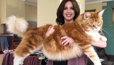 В Гомеле выберут самую красивую кошку. Посещение выставки-шоу детям до 6 лет – бесплатно