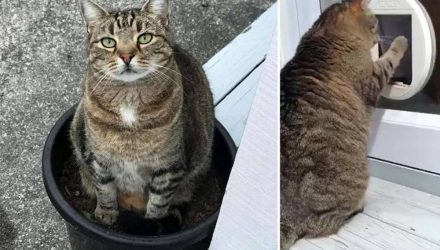 Толстый кот много лет притворялся, что не может пролезть в кошачью дверцу