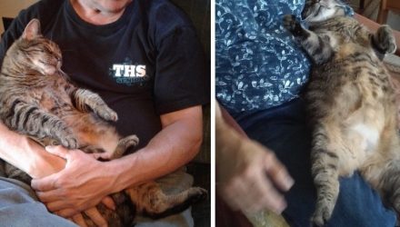 Вот уже 10 лет каждое утро этот кот приходит обниматься со своим хозяином
