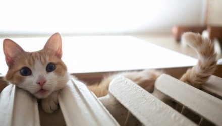 Когда включат отопление в Гомеле