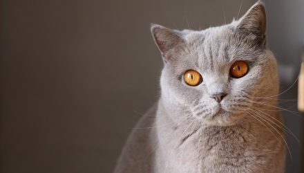 Залезла в коляску и села на лицо. Молодые родители обвинили кошку в гибели малыша