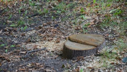 Здоровую липу в Гомеле спилили по ошибке. Что делать, если в вашем дворе вырубают деревья