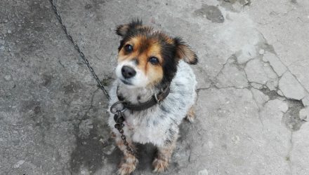 До 8 лет лишения свободы. В Украине ужесточили ответственность за издевательства над животными