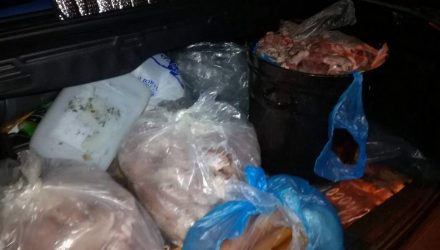 Свинство какое-то. Житель Гомеля попался на перевозке краденого мяса