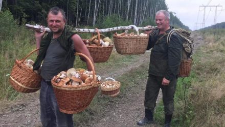 С начала года отравились грибами 50 человек, в том числе и дети. Больше всего случаев в Минске и на Гомельщине
