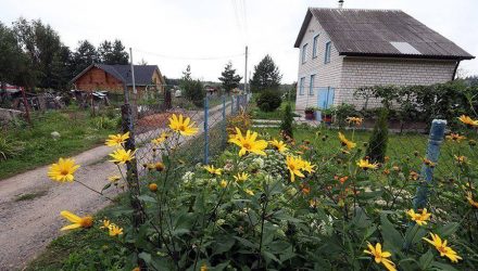 Соседские войны. Гомельчанка не может найти управу на соседку, которая засаживает её дом по периметру кустарниками и огурцами