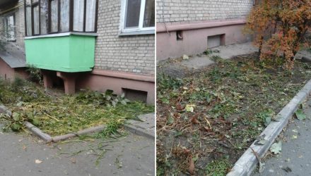 Резонанс. Жертвой субботника в Гомеле пали хризантемы