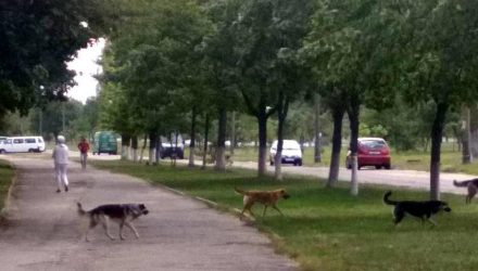 В Любенском микрорайоне Гомеля появилась стая бродячих собак – берегите детей