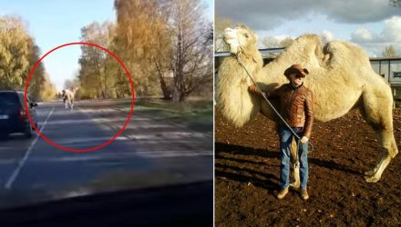 И тут из леса выбежал... верблюд. Водитель заснял на видео неожиданную встречу с экзотичным для Беларуси животным