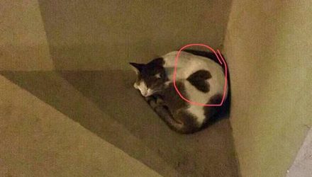 В Дубае бездомная кошка с сердечком на шерсти просила не еды, а ласки