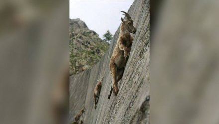 В Италии заметили бесстрашных козлов