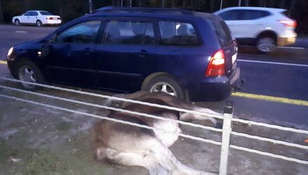 Под Гомелем легковушка насмерть сбила лосиху, лосёнок убежал