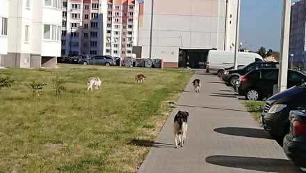 Окраинный микрорайон Гомеля атаковала стая бродячих собак