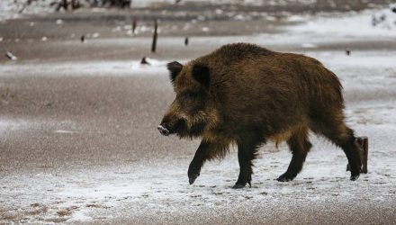 В одной из белорусских квартир проживает кабан... чтобы хозяину не было скучно