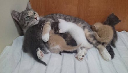 Кошка родила шестерых котят на подводной лодке