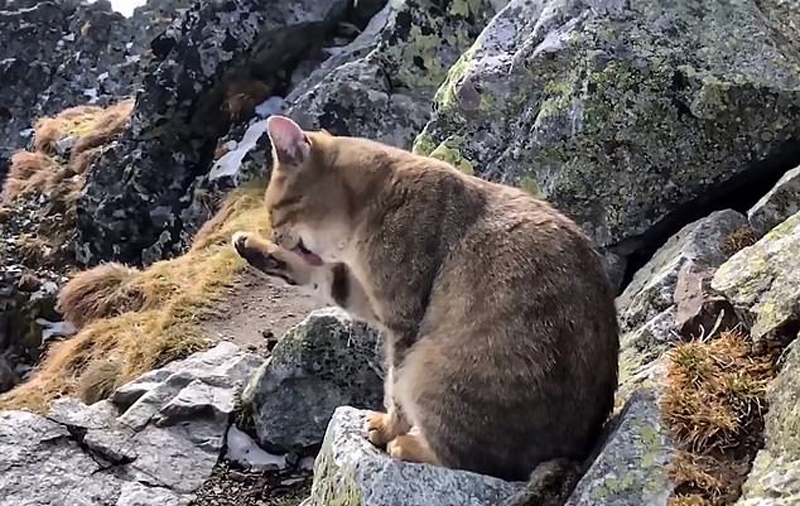 Кот альпинист