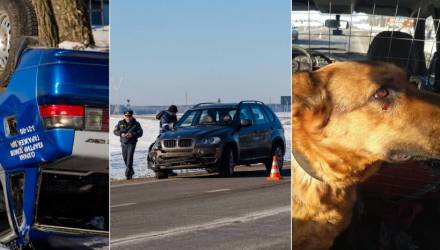 Под Светлогорском BMW протаранил милицейский ВАЗ. Больше всех пострадала служебная собака