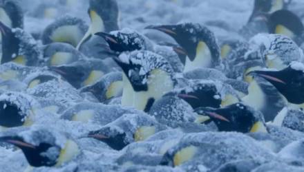Съёмочная группа BBC Earth нарушила правило «не вмешиваться в жизнь дикой природы» и спасла пингвинов в Антарктиде