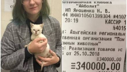 Жительница Адыгеи погасила долг приюта для животных в 340 тысяч рос. рублей, чтобы отдать туда котёнка