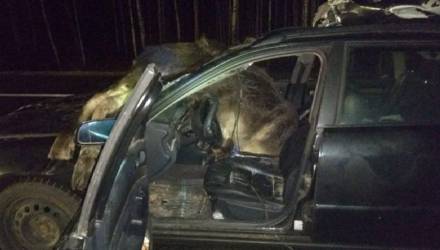 ДТП с лосями на трассе М1: за рулем Audi была женщина. Одно животное влетело в салон авто