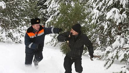 Памятка для тех, кто мечтает сам срубить в лесу новогоднюю ёлочку