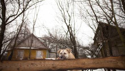 Приют, где умирают животные. Что происходит на хуторе с сотней собак и кошек