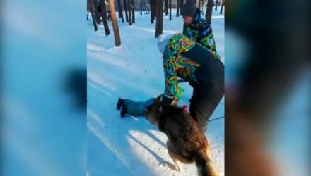 "Это зоотерапия". Волк напал на ребёнка в челябинском парке — видео