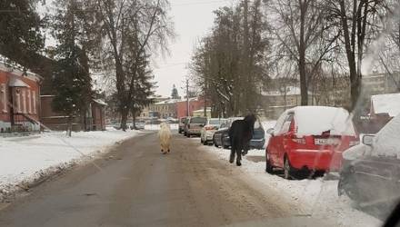 По центру Гродно бегали "ничьи" пони. Примечательная история одного побега, народных волнений и счастливой развязки