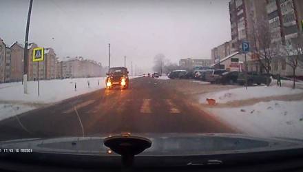 Белорусский кот дождался, пока водители остановятся перед пешеходным переходом, а затем перешёл дорогу по Правилам