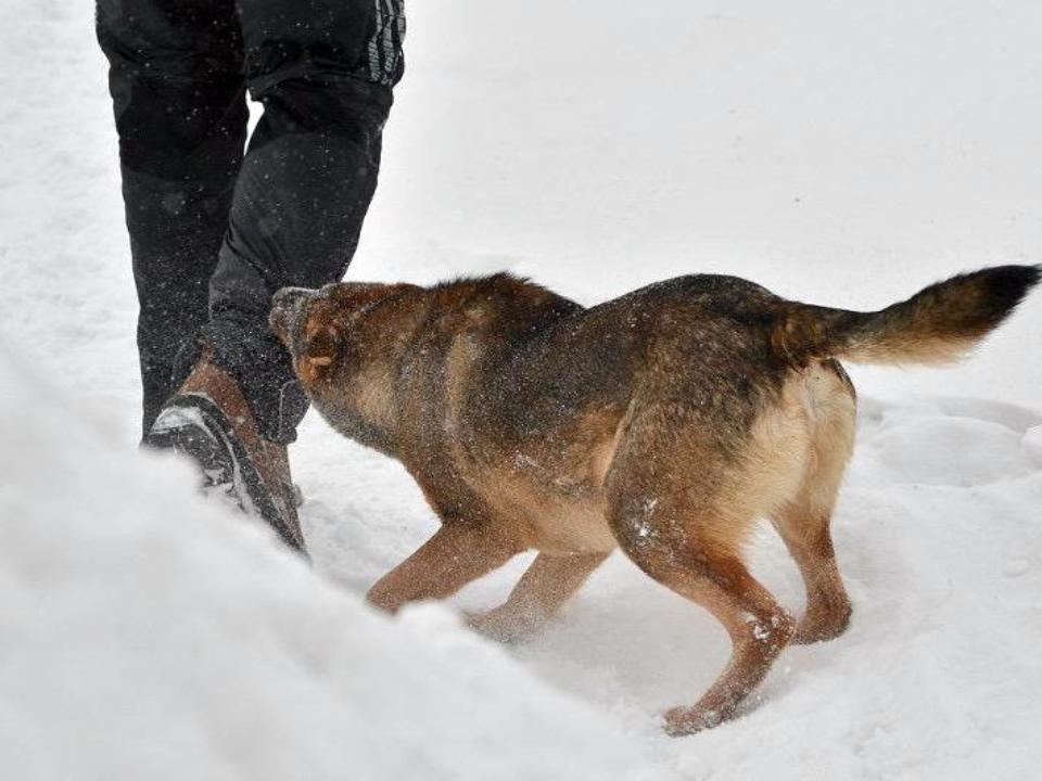 В Барановичах милиционер из табельного оружия застрелил пса