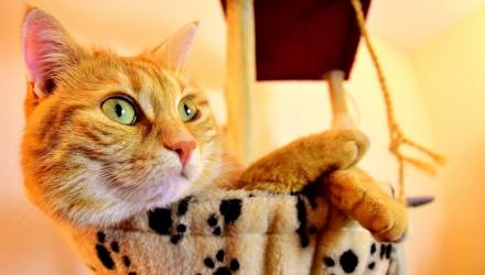 Кот, который спас своего хозяина от удушья, и другие удивительные поступки домашних питомцев