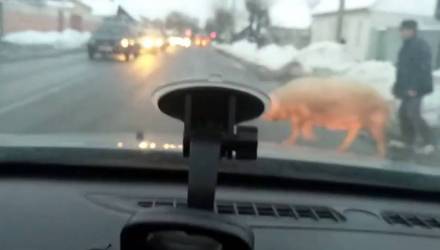 Свинья в Гомеле вызвала транспортный коллапс (видео)