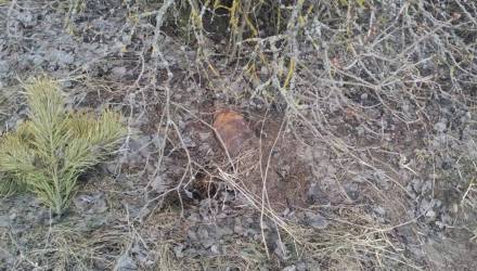 Эхо войны. В Калинковичском районе обнаружен и уничтожен боеприпас времен ВОВ