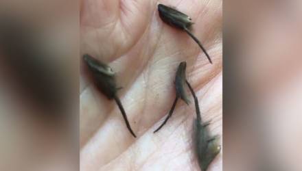 Парень нашёл на кухне ползающих существ, которых не смогли опознать даже учёные